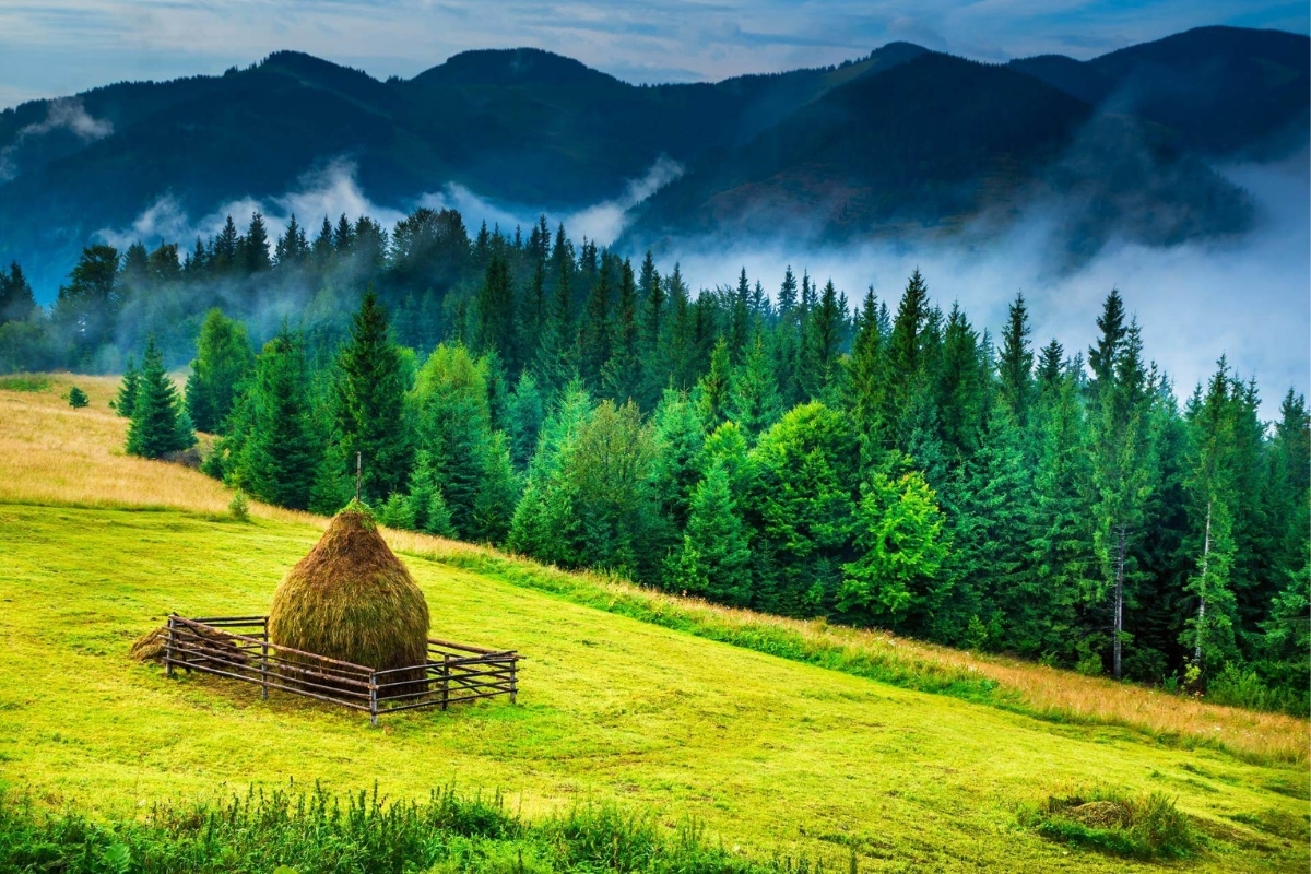 Bucovina