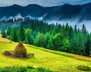 Bucovina