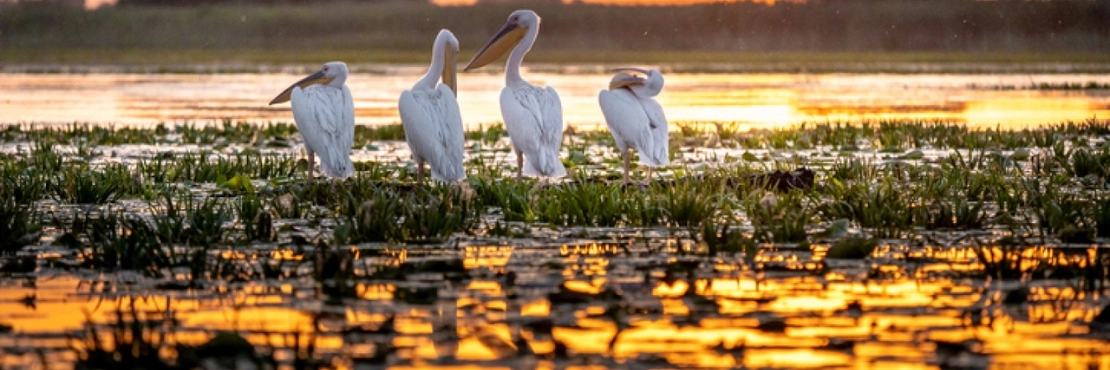 Excursie la Delta Dunării